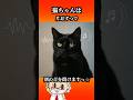 猫ちゃんのお耳は凄いですっ☆#猫のいる暮らし #猫のいる生活 #保護猫