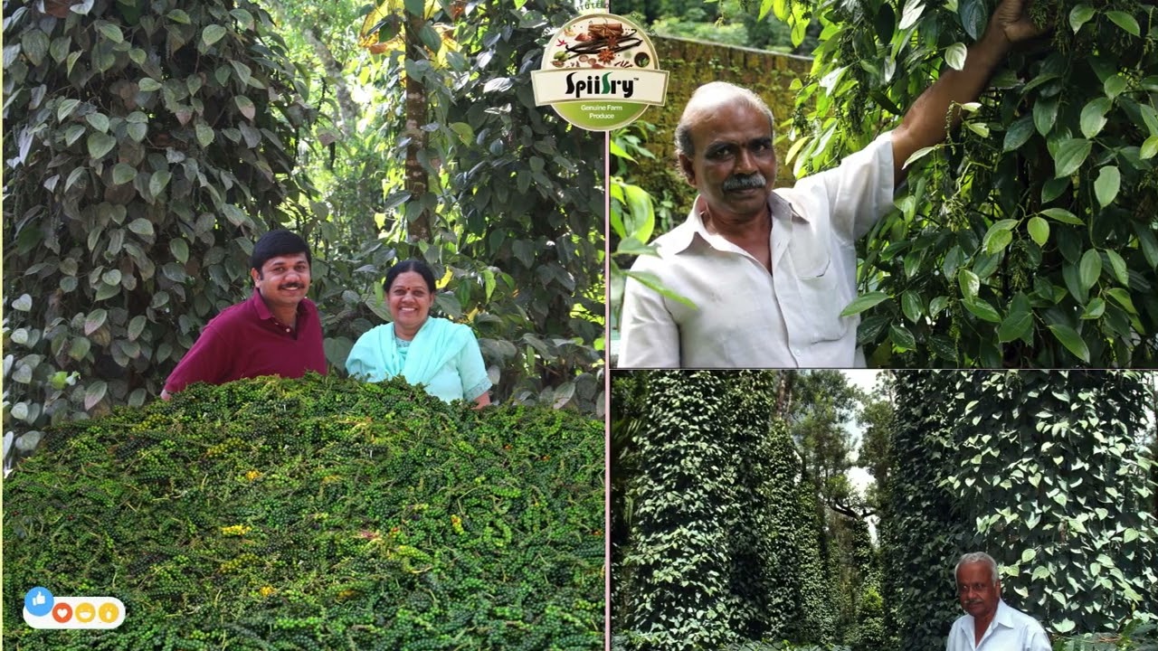 Best Micronutrient Fertilizer for Black Pepper