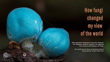 Stephen Axford: How fungi changed my view of the world