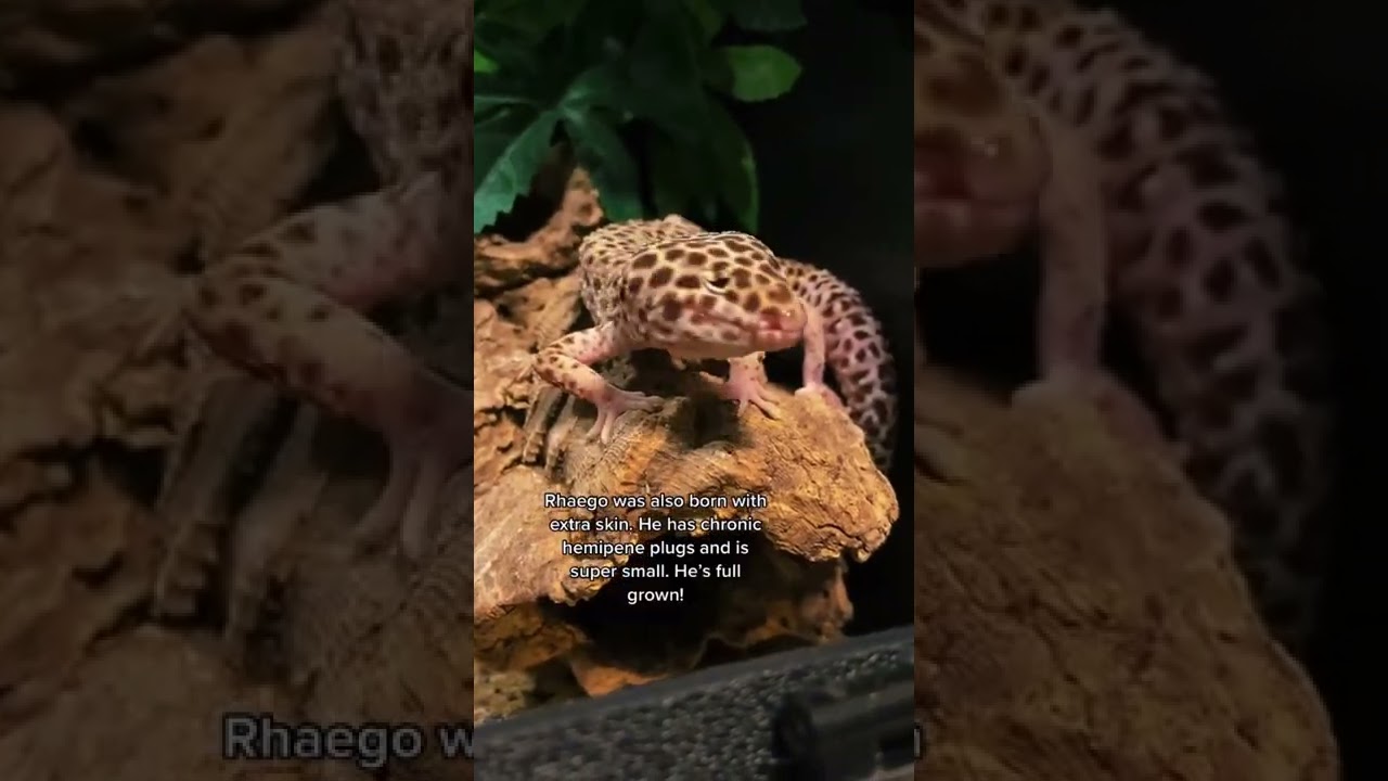 Meet My Special-Needs Leopard Gecko, Rhaego