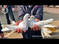 Птичий рынок г. Ташкент - ГОЛУБИ (26.02.2022) / Uzbek Pigeons / Usbekische tauben