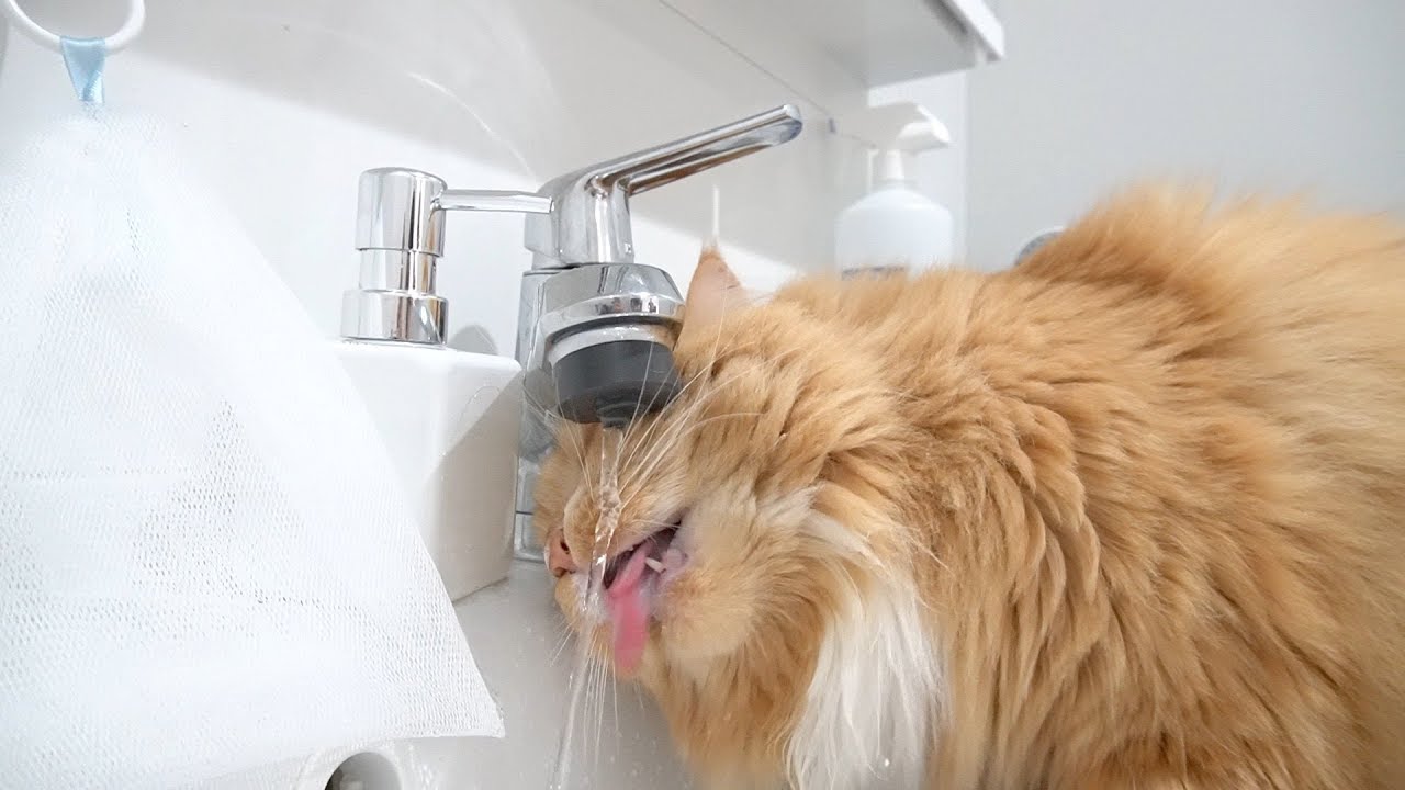 蛇口からの水しか飲まない猫 のあちゃん A Cat That Only Drinks