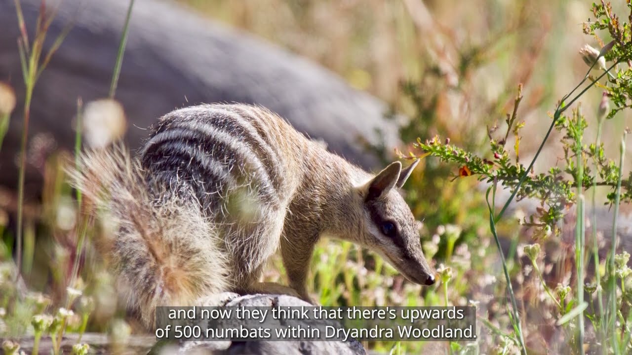 Success stories - feral cat management in WA (shorter version)