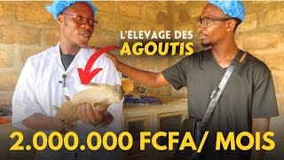 Gagner de l'argent avec les AGOUTIS : l'élevage qui rapporte en Afrique