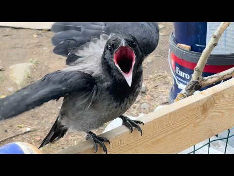 Летние зарисовки.