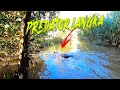 LIVE RECORD River Predator Attack On Live Bait (MALAYSIA)