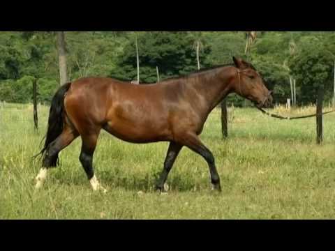 LOTE 28 - LINDONA 2755 DE STO ANGELO - 3º Leilão Raça Crioula Genética Aditiva e Convidados