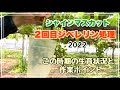 【シャインマスカット】2回目のジベレリン処理2022 この時期の生育状況と作業ポイントの説明