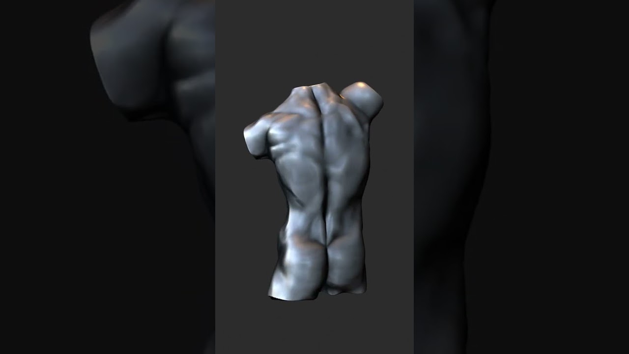Male torso Blender Sculp
