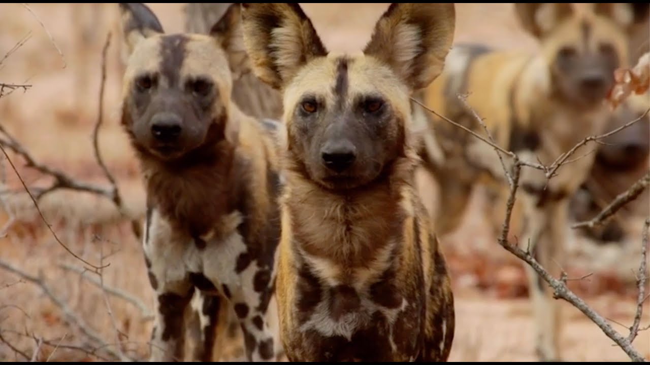 Heroes of Africa: Dr. Rosemary Groom & Jessica Watermeyer / Champions of the Wild Dogs