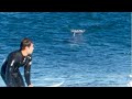 Great white shark chases surfers up rockshelf in australia