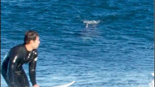 Great white shark chases surfers up rockshelf in Australia