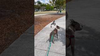 So Patient Vicious Pit Didnt Even Snap, I Would Have