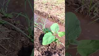 கததர சடகளன வளரசச - Brinjal Growth