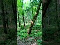 Logging and harvesting for a better future  quality 'Dang mosquitos'  #shorts #lumberjack #tree #log