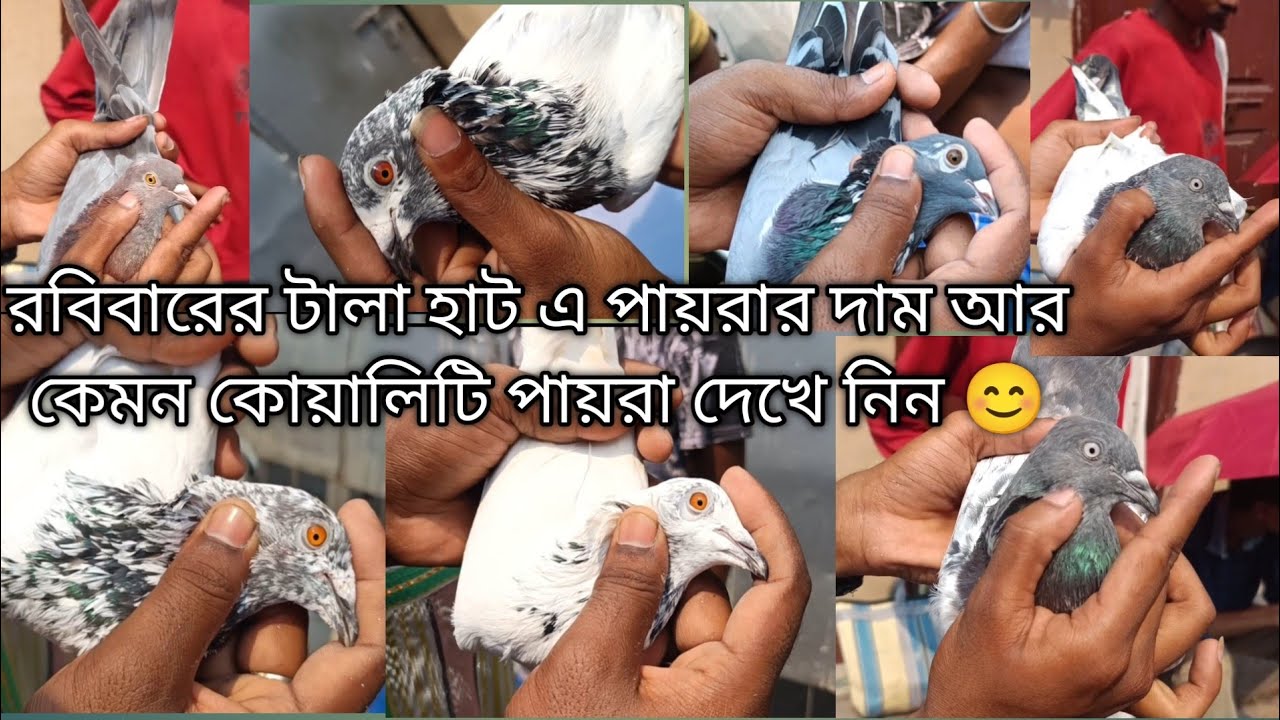 রবিবারে  চলে এলাম টালা হাট এ 😊 সবার কাছে অনুরোধ ভিডিও টা পুরো দেখো আর কেমন হলো কমেন্ট e জানিও 😊 🙏🙏🕊️