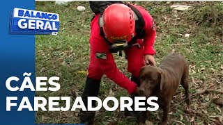 Reportagem especial: acompanhe na prática o trabalho dos cães farejadores dos bombeiros