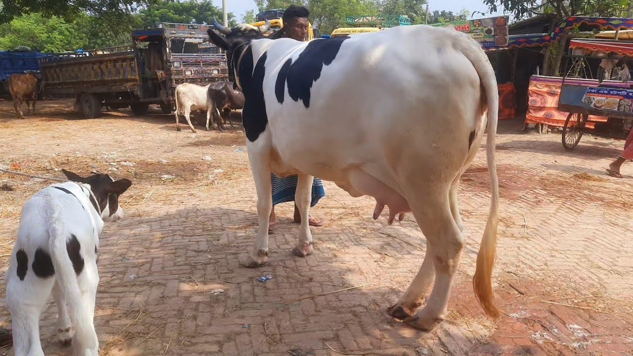 আজকের সোনাইচন্ডী হাটের সেরা উন্নত জাতের গাভী বাছুর দাম দর || 