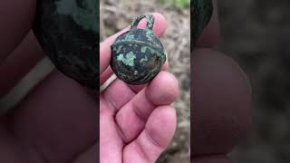 CROTAL BELL COMPLETE
