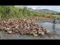 MUSCOVY DUCK FARMING