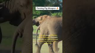Flaming Pig Weapon! 🔥 #historyfacts #history #militarytactics