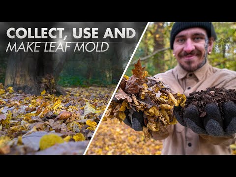 वीडियो: लीफ मोल्ड कैसे बनाएं - लीफ मोल्ड का उपयोग मिट्टी संशोधन के रूप में करें