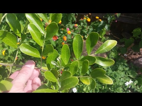 What’s wrong with my mountain laurel |Daphne Richards |Central Texas Gardener