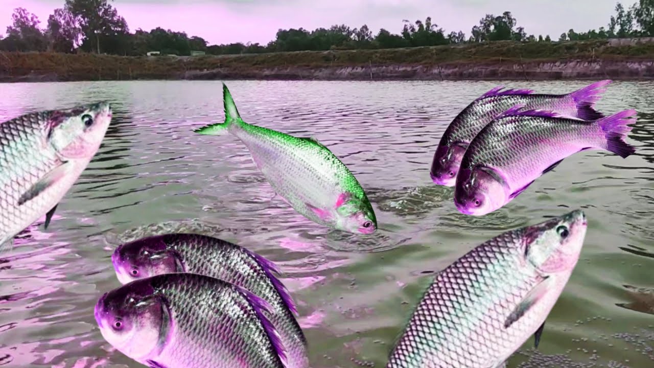 Fish Rui Katal Today Katla & Rui Fish Farming In Our New Pond | Fish Farming In Our ...