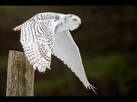 Learn owl language - a conversation between a RAVEN & a SNOWY OWL