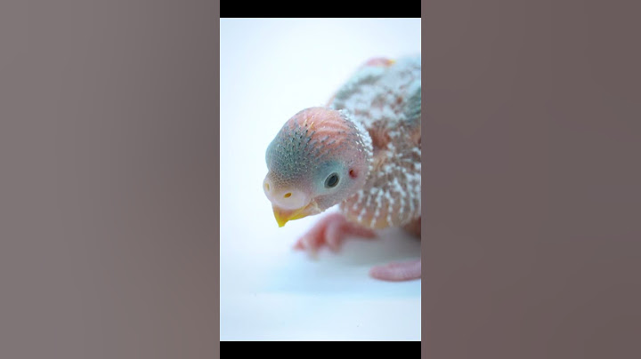 I Was Born Loved – A Baby Budgie’s Story