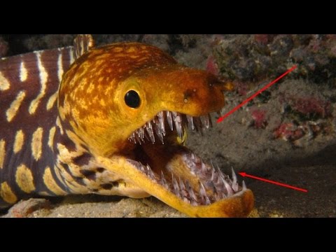 TOP 10 Most Dangerous Sea Creatures - Amazing Animal Documentary 2016