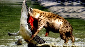 Cá sấu vs linh cẩu| Sự đáng sợ khi linh cẩu nổi máu điên ...