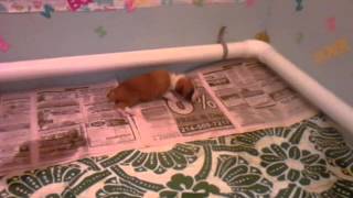 Vico & Mekas puppies 3 weeks old today, Boxer puppies in Dallas.3gp
