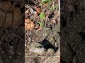 Curious lizard; Water Dragon, beautiful face &amp; patterns #australianlizard #waterdragon #lizardlovers