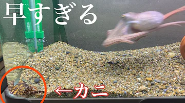 イカとタコの餌やり