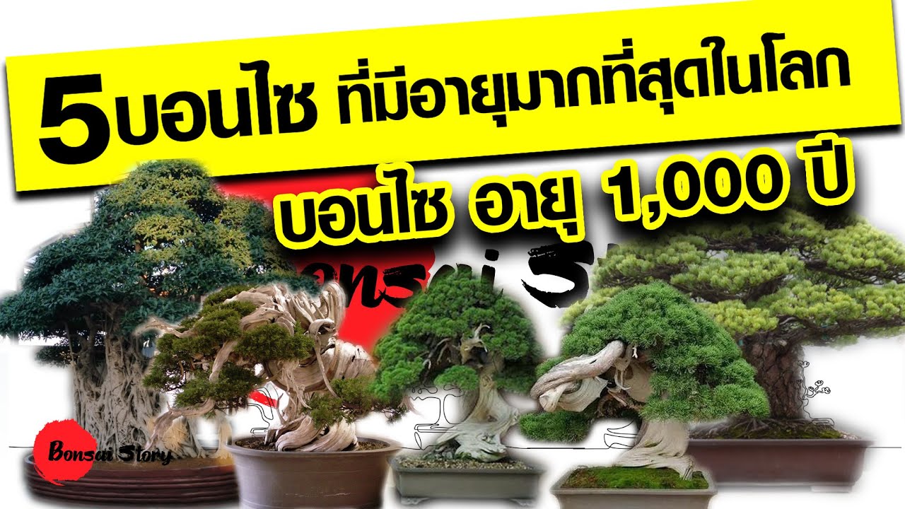 5 บอนไซที่อายุยืนที่สุดในโลก, ต้นไม้อายุ 1,000 ปี, 1,000 year old Bonsai, Old Bonsai tree YouTube