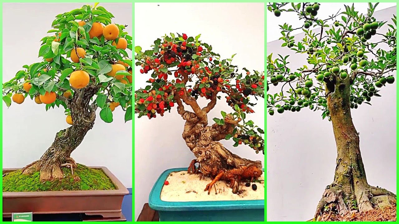 Amazing Fruit Bearing Bonsai Tree 2 YouTube Amazing Fruit Bearing Bonsai Tree 2 YouTube