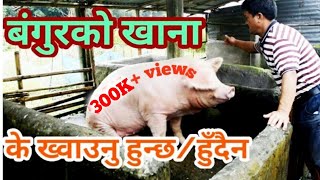 bangur palan, food care | बंगुरको खाना के र कति हुनुपर्छ, पानी कति दिनुपर्छ पूरा जानकारी।pig farming