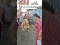 Agni Theertham, Rameswarama ঘাটে গো সেবা 🐄🌱☘️