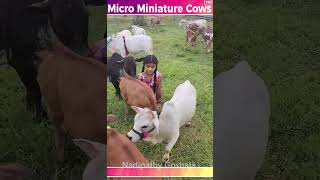 ?Mini cows ? viral shorts short reels ytshorts yt instareels mini cute miniature trending