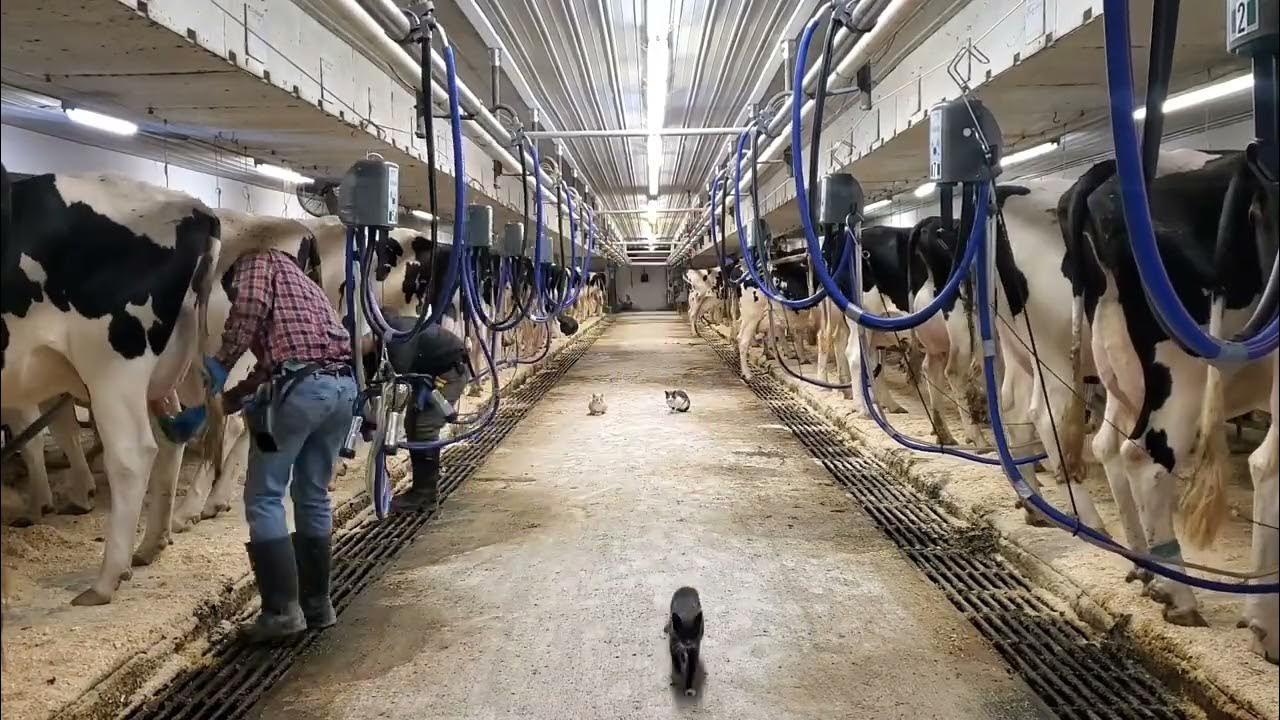 milking-cows-in-a-tie-stall-barn-with-rear-pipeline-youtube