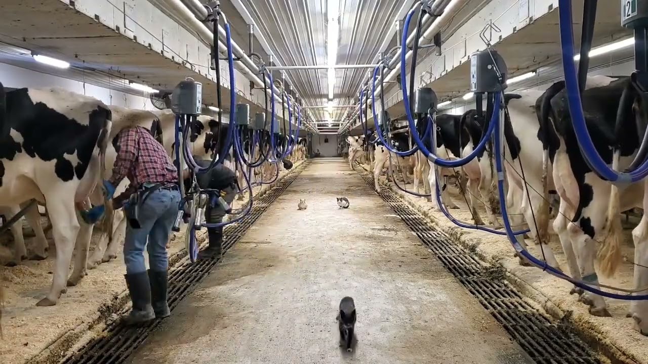 Milking Cows In A Tie Stall Barn With Rear Pipeline YouTube Milking Cows In A Tie Stall Barn With Rear Pipeline YouTube