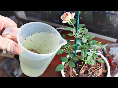 Полетели мелкие мошки? Чем травить? Как бороться с мушками на домашних цветах и растениях?