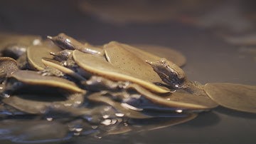One Drop Wildlife Series: Spiny Softshell Turtles