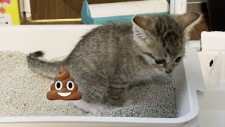 아기고양이 귀여운 모래 파기 (똥자리 만들기)