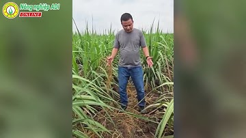 Thuốc trừ cỏ mía siêu chất lượng, LOGICHU 55SC dẹp tan nỗi ám ảnh cỏ dại trên cây mía