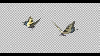 Flying Butterflies - Swallowtail Pair - Transparent Loop