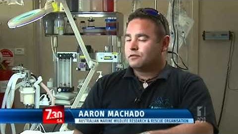 Forensic procedures uncover marine mysteries