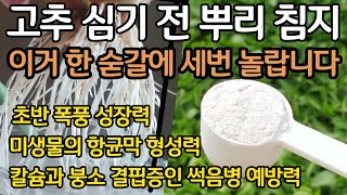 고추 심기 전 뿌리 침지 - 이거 한 숟갈에 세번 놀랍니다. 초반 폭풍 성장. 미생물의 항균막 형성, 칼슘과 붕소 결핍증인 썩음병 예방 by 광닭이 57,466 views 1 month ago 13 minutes, 35 seconds