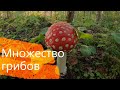 С СЕМЬЁЙ ЗА ГРИБАМИ/МНОГО БЕЛЫХ И ПОДОСИНОВИКОВ 07.08.2020 ПРИКОЛЫ